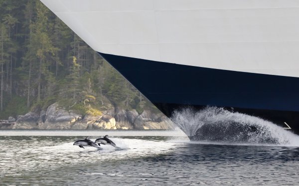 Animal Dolphin British Columbia Canada Great Bear Rainforest Cruise Ship Sea Ocean Wave Ship HD Wallpaper | Background Image