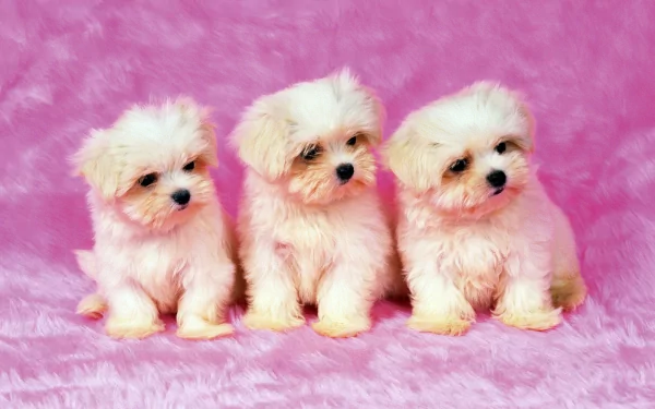 Three fluffy puppies sit side by side against a pink background, making for a charming HD desktop wallpaper and background featuring these adorable animals.