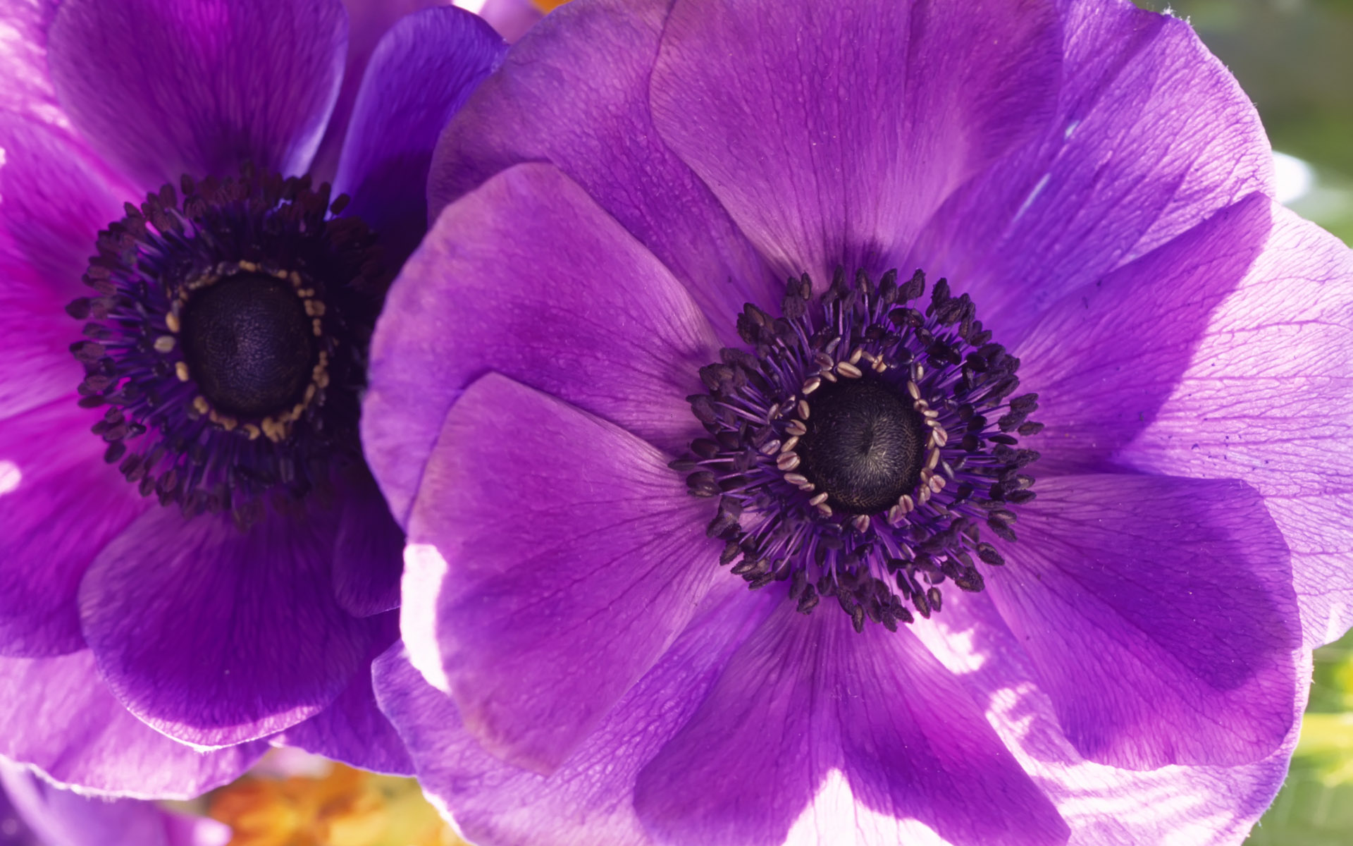 47 Anemone HD Wallpapers | Backgrounds - Wallpaper Abyss