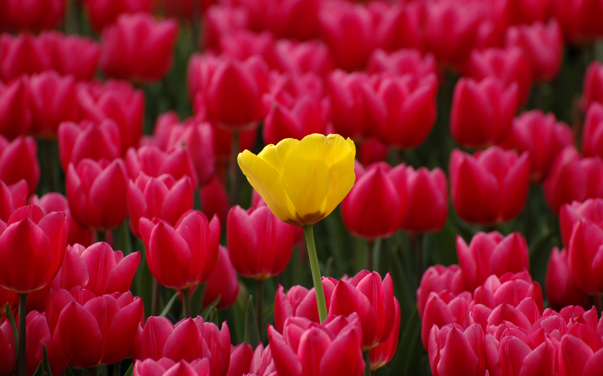 Download Flower Nature Tulip HD Wallpaper