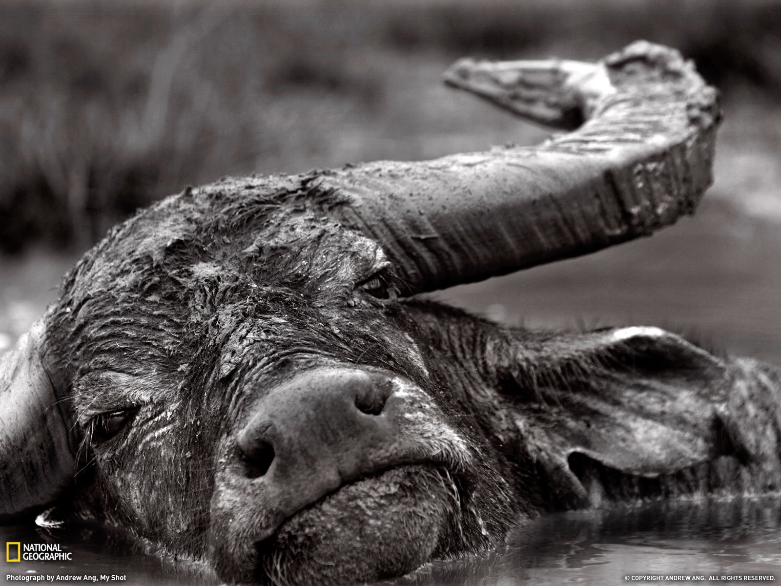 A close-up of an African buffalo in black and white, showcasing its textured skin and powerful horns, creating an intriguing and atmospheric desktop wallpaper.