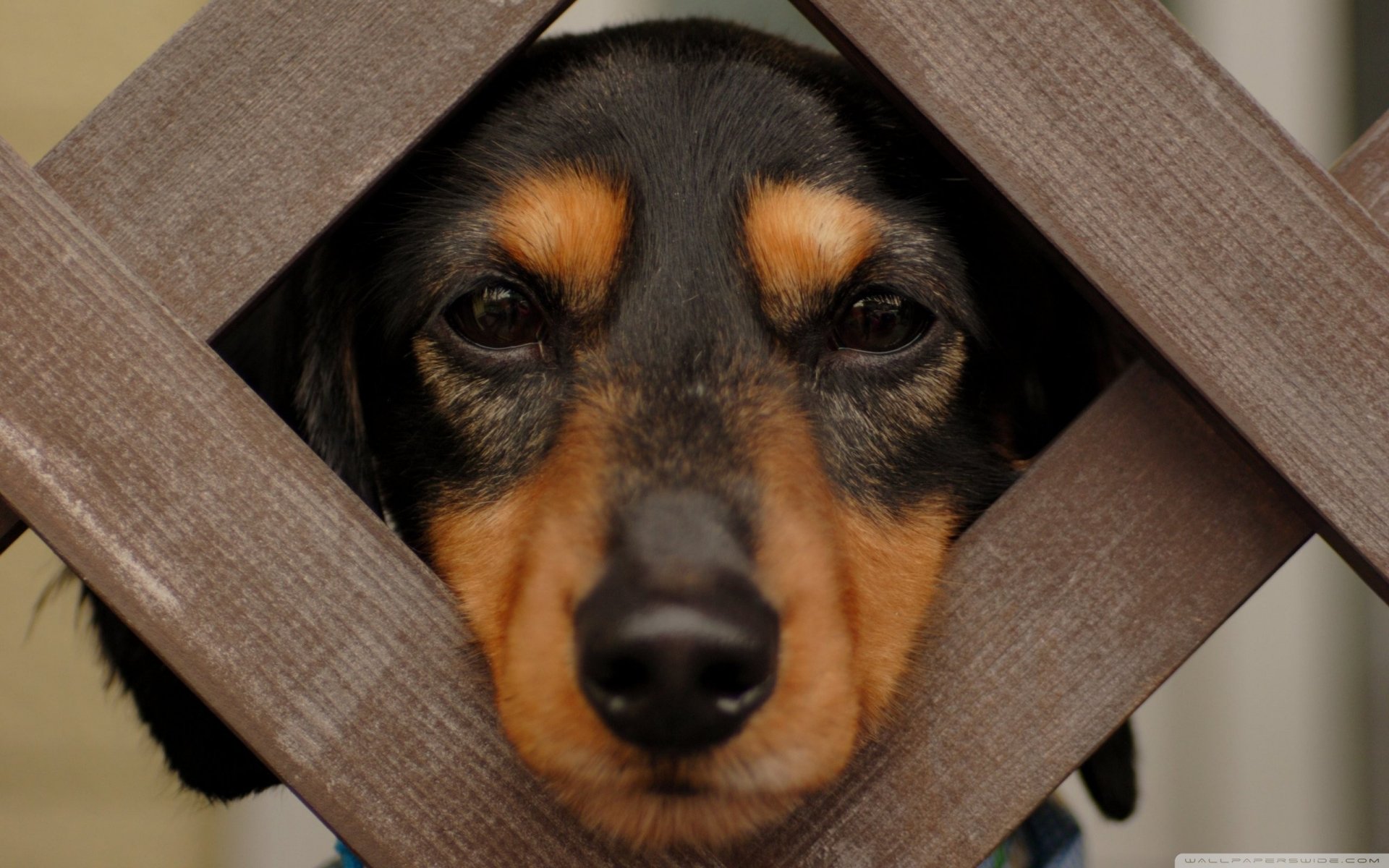 Download Animal Dog HD Wallpaper | 2560x1600 | Wallpaper Abyss