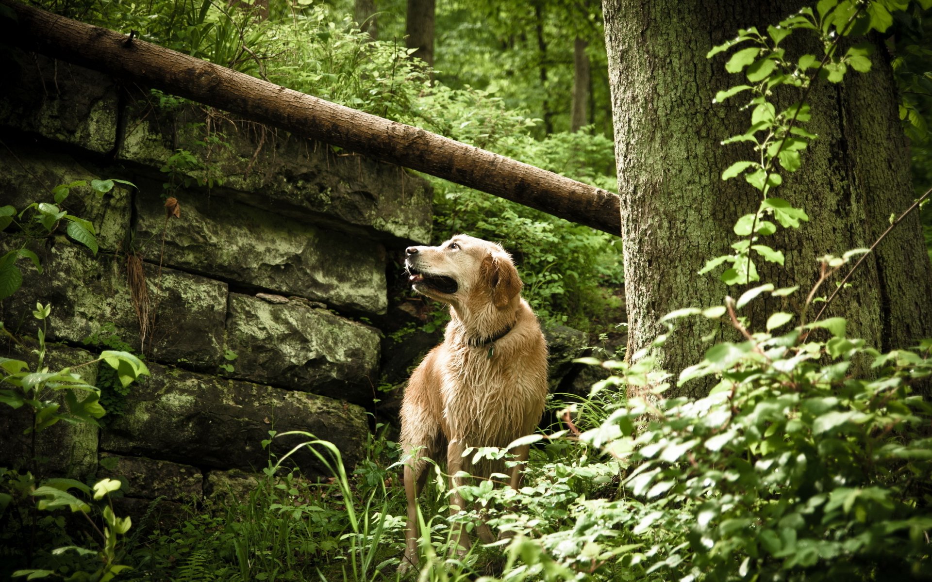Download Animal Dog HD Wallpaper | 2560x1600 | Wallpaper Abyss