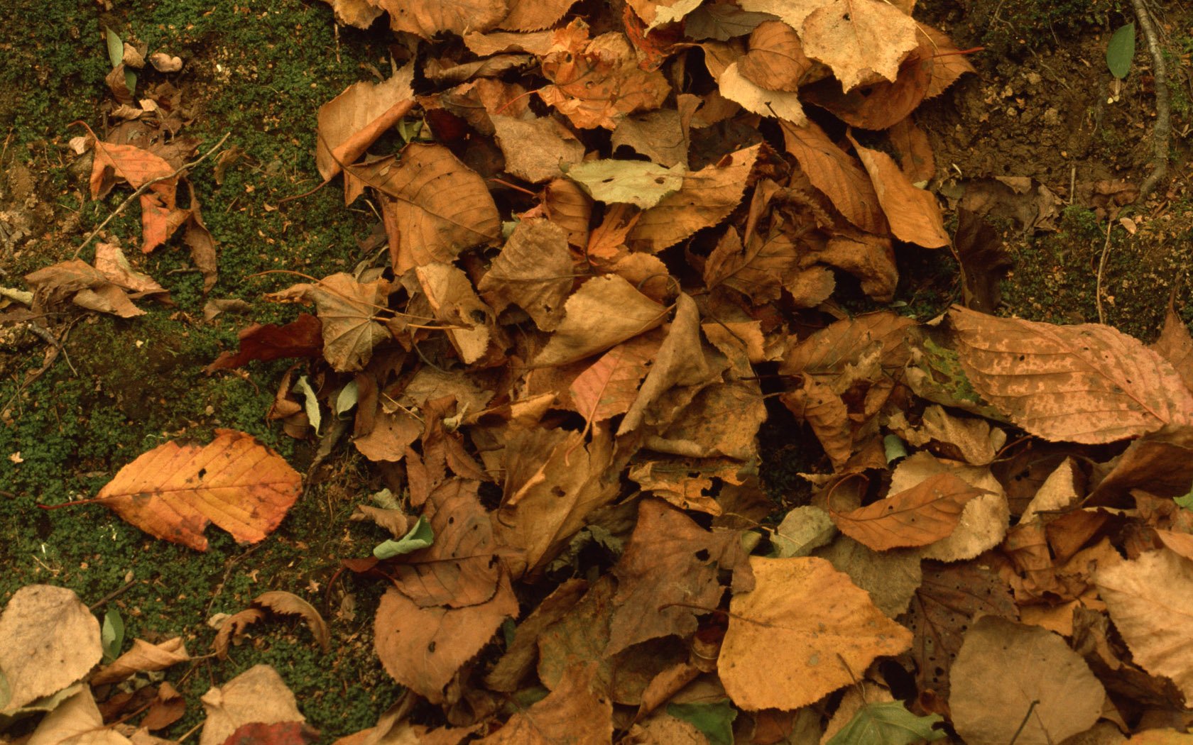 Download Nature Leaf Wallpaper