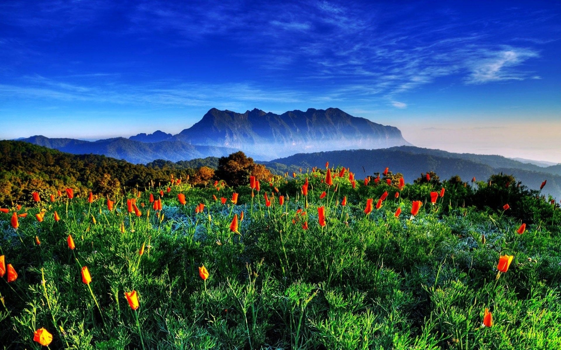 HD PC desktop wallpaper background: nature scene with green meadow of orange flowers, misty mountains beneath a vivid blue sky.