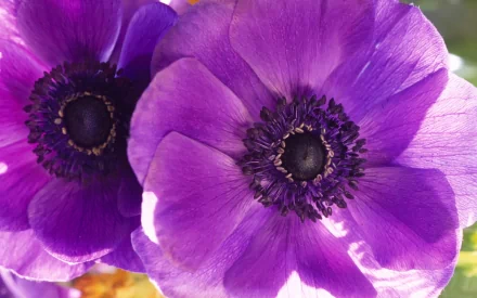 flower purple flower nature anemone HD Desktop Wallpaper | Background Image
