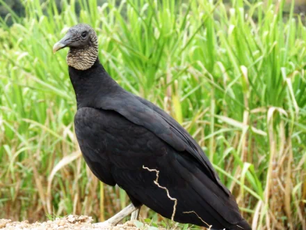  American Black Vulture