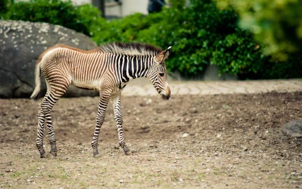 Animal zebra HD Desktop Wallpaper | Background Image