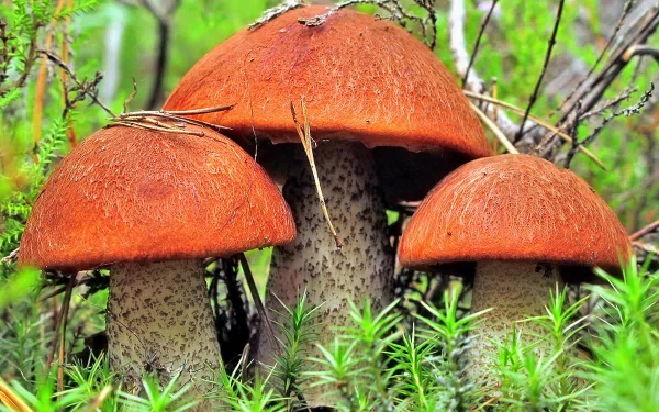 A vibrant scene featuring three large, reddish-brown mushrooms nestled among lush greenery, showcasing the beauty of nature. This image serves as a stunning HD desktop wallpaper.
