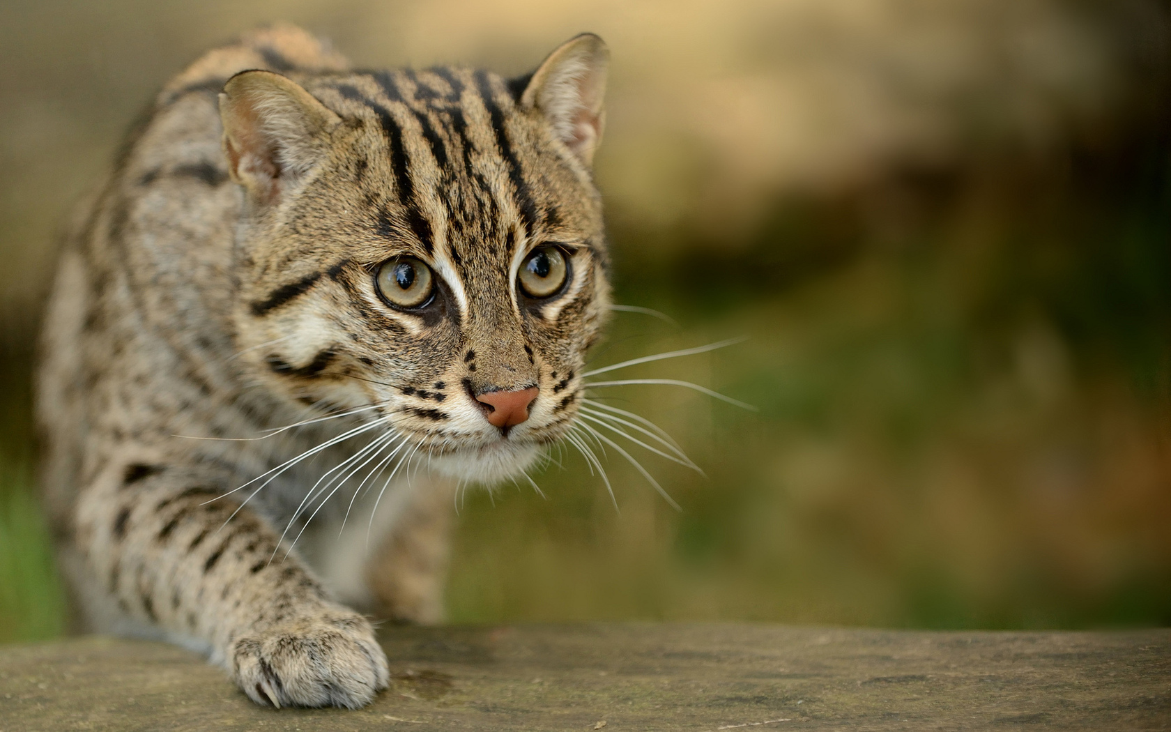 Download Animal Fishing Cat Wallpaper