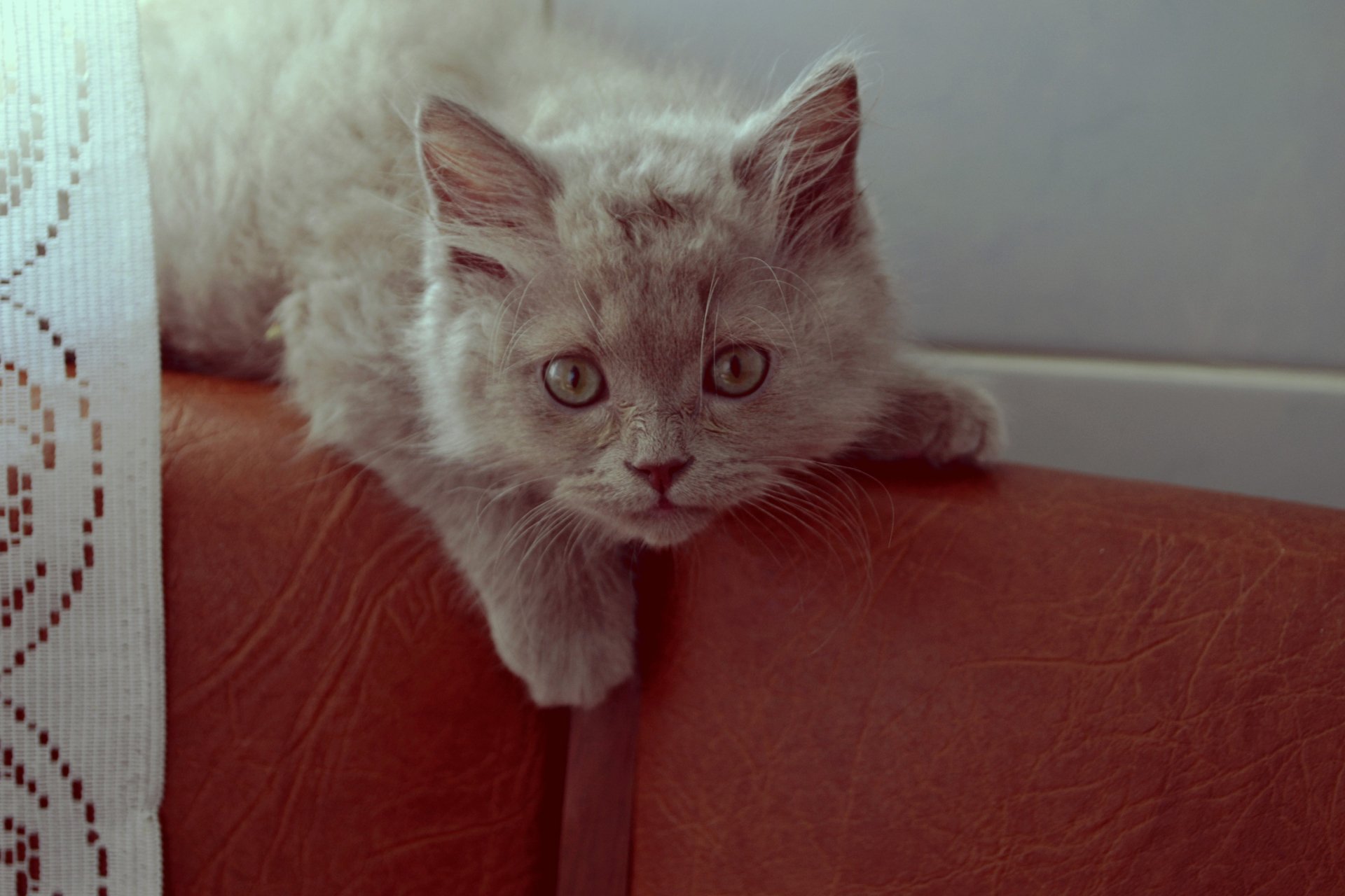 Download Animal Cat HD Wallpaper