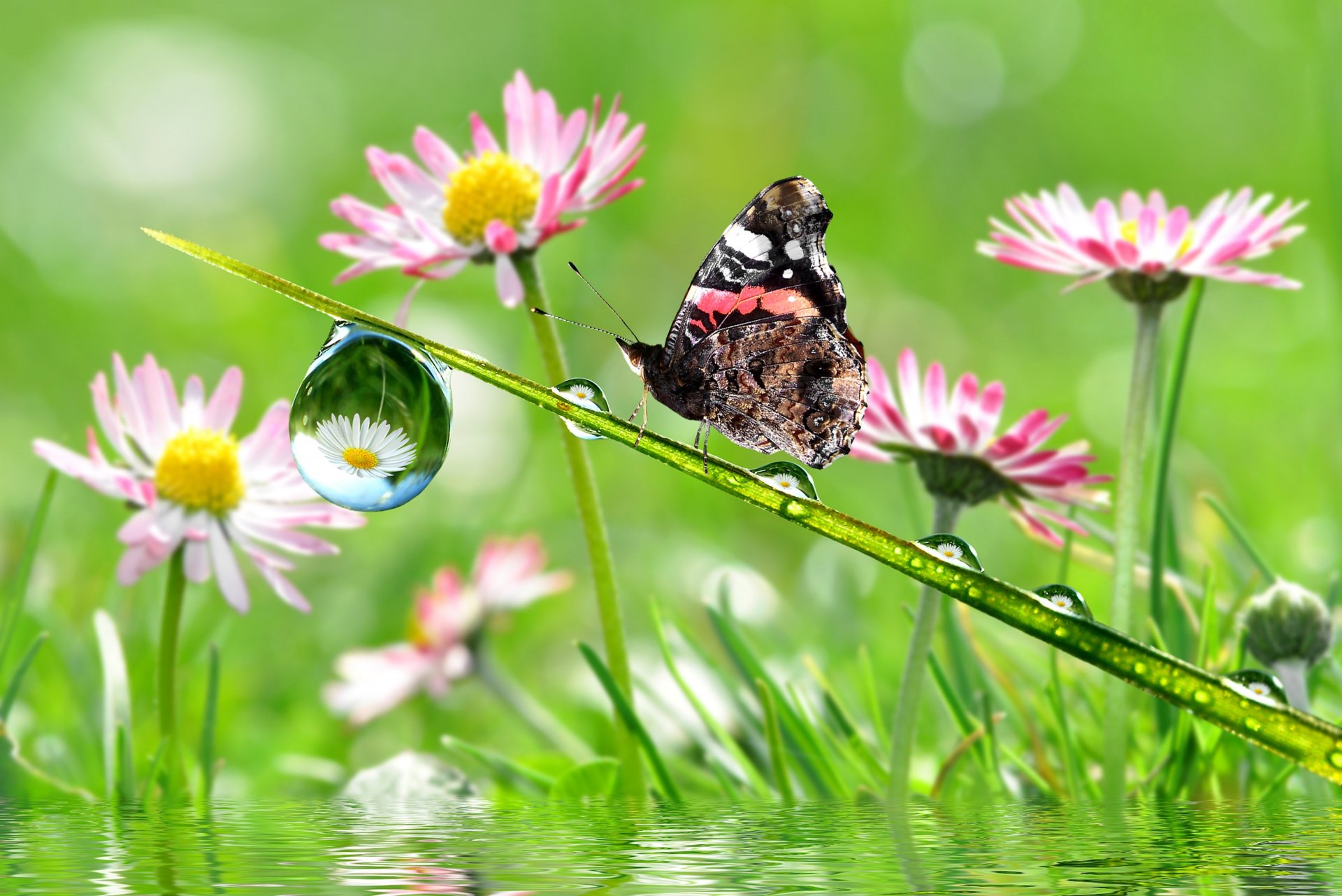A vibrant butterfly perched on a blade of grass, surrounded by blooming daisies and glistening droplets, creates a serene nature scene in this 4K Ultra HD desktop wallpaper.