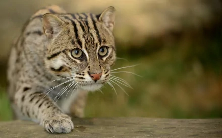 HD PC desktop wallpaper of a fishing cat prowling forward, intense gaze and striped coat against a soft green, blurred natural background.