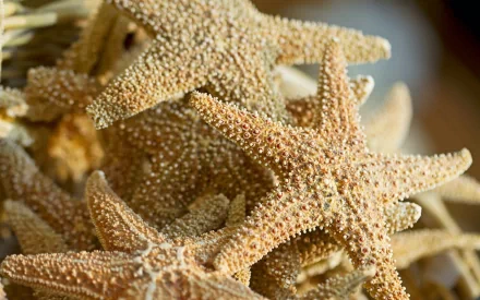 Animal starfish HD Desktop Wallpaper | Background Image