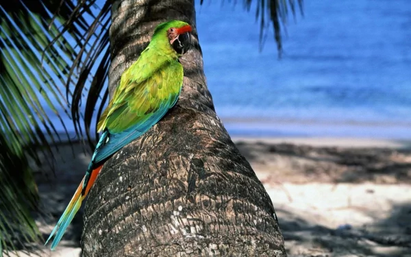 Animal military macaw HD Desktop Wallpaper | Background Image