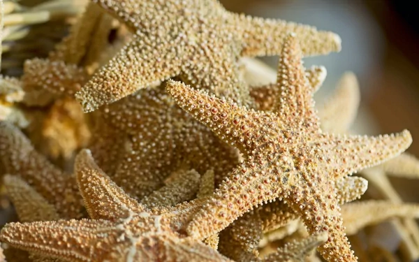 Close-up of textured starfish clustered together on a sandy surface — HD PC desktop wallpaper background showing warm, detailed marine animal forms.