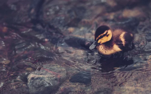 Animal duck HD Desktop Wallpaper | Background Image