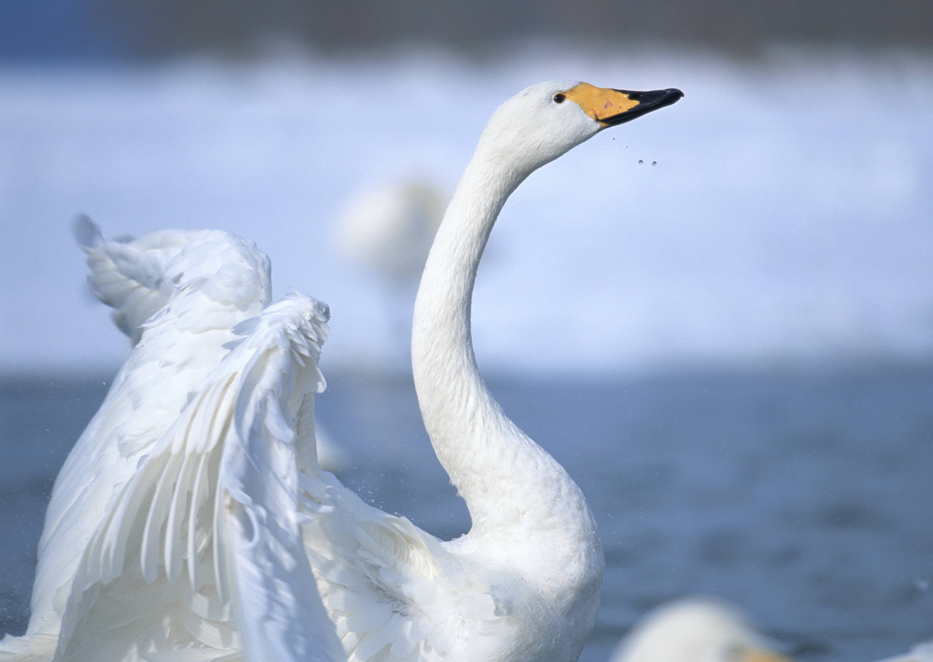 Animal Whooper swan HD Wallpaper | Background Image