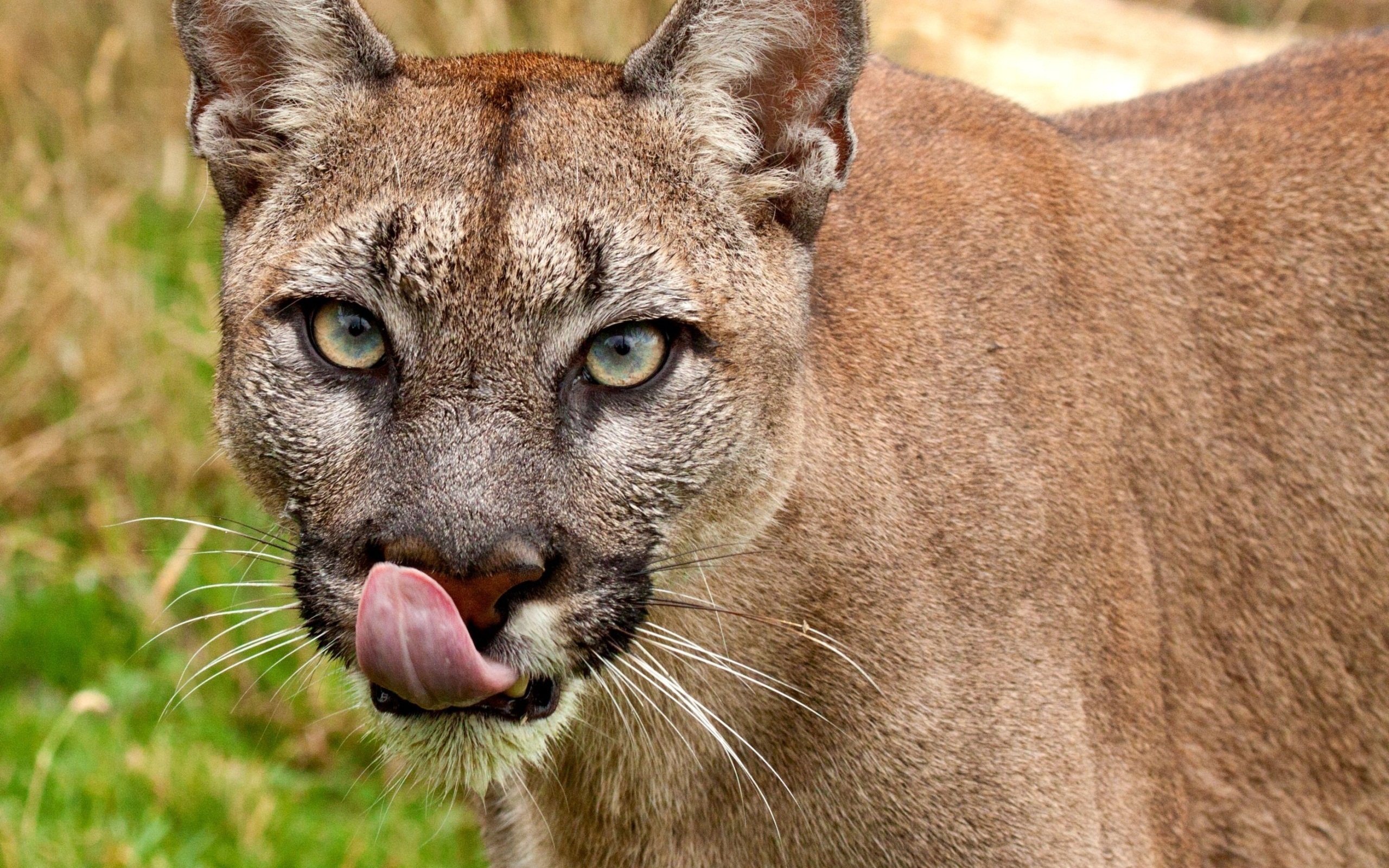 Cougar Full Hd Wallpaper And Background 2560x1600 Id367684