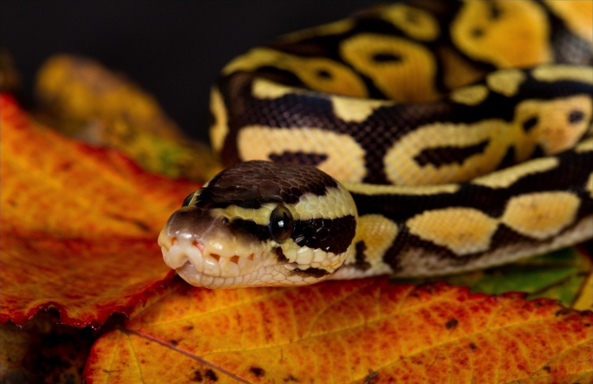 A close-up of a snake resting on vibrant autumn leaves, showcasing its intricate yellow and black patterns. This HD image serves as a striking desktop wallpaper and background.