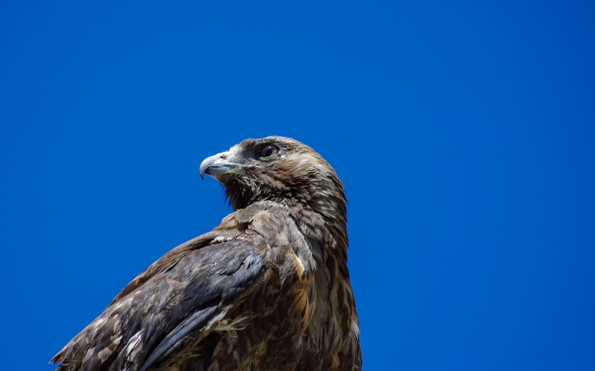 Download Animal Eagle  HD Wallpaper