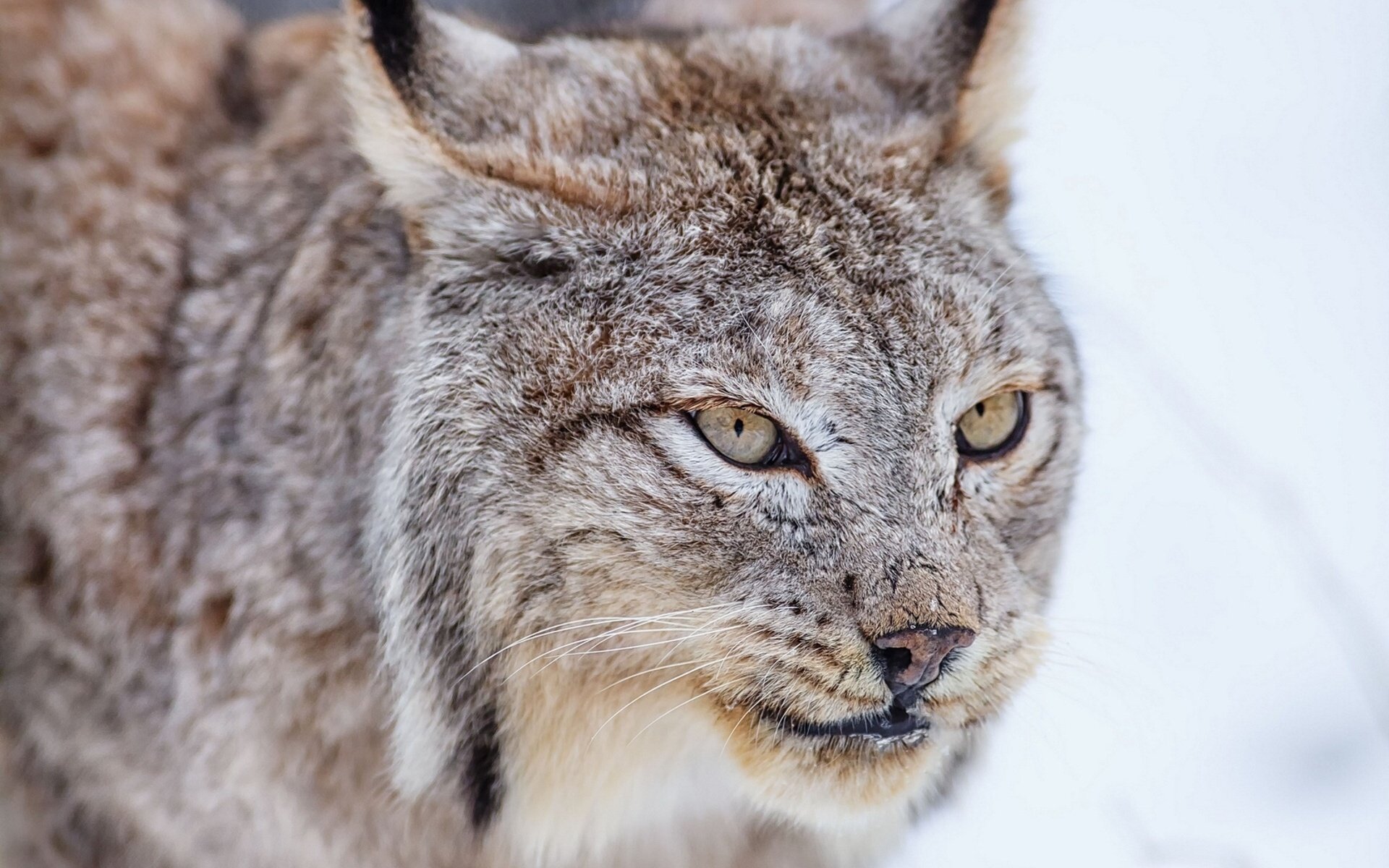 Download Animal Lynx HD Wallpaper