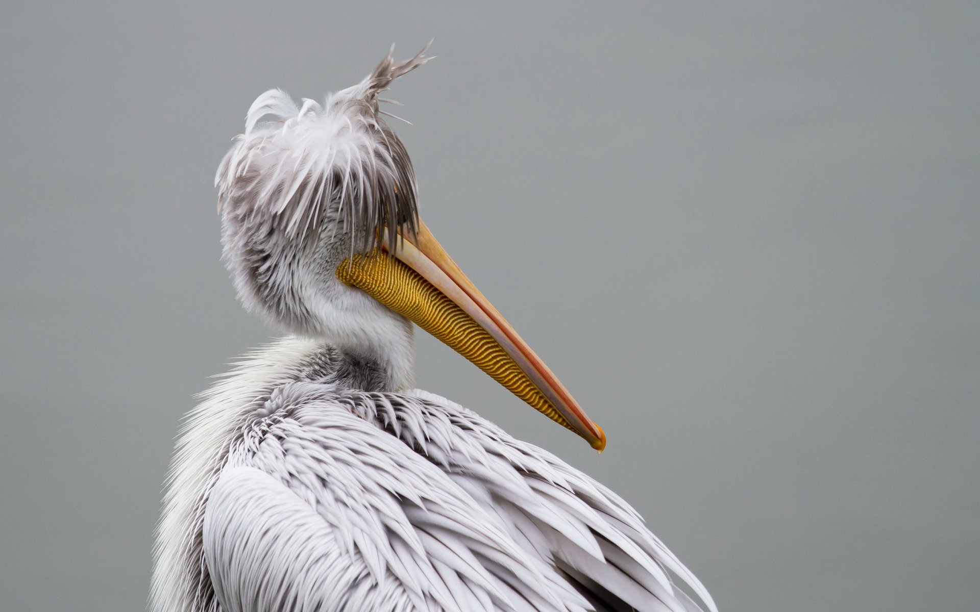 HD desktop wallpaper featuring a close-up of a pelican with detailed feathers against a smooth gray background.