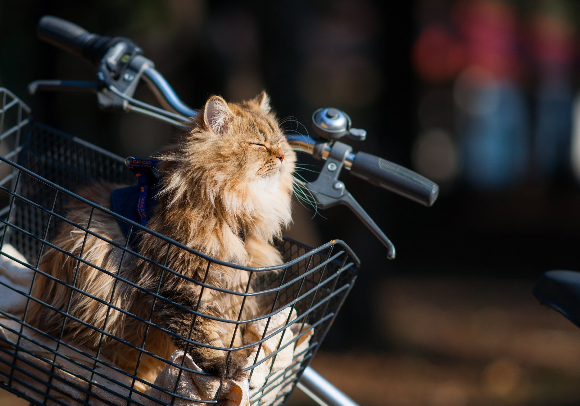HD PC desktop wallpaper featuring a fluffy cat sitting in a bicycle basket, basking in warm sunlight with a blurred background.