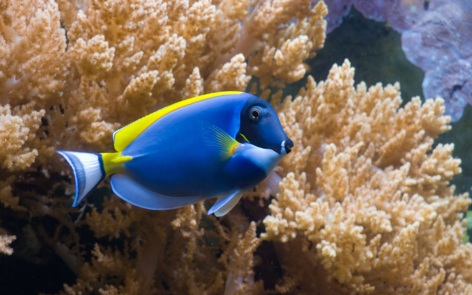 HD PC desktop wallpaper featuring a vibrant blue and yellow fish swimming near coral in an underwater scene.