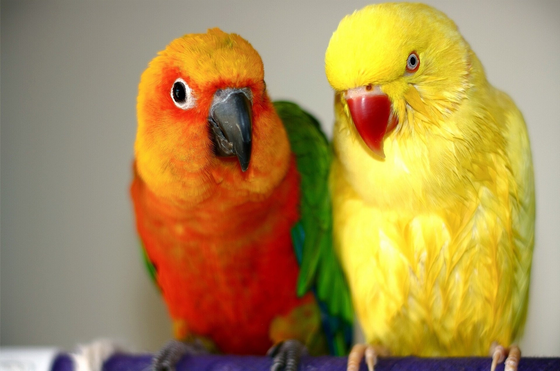 Пение других попугаю. Попугаи неразлучники Какаду. Попугай неразлучник оранжевый. Попугай неразлучники жолты желтый. Волнистые попугайчики неразлучники.