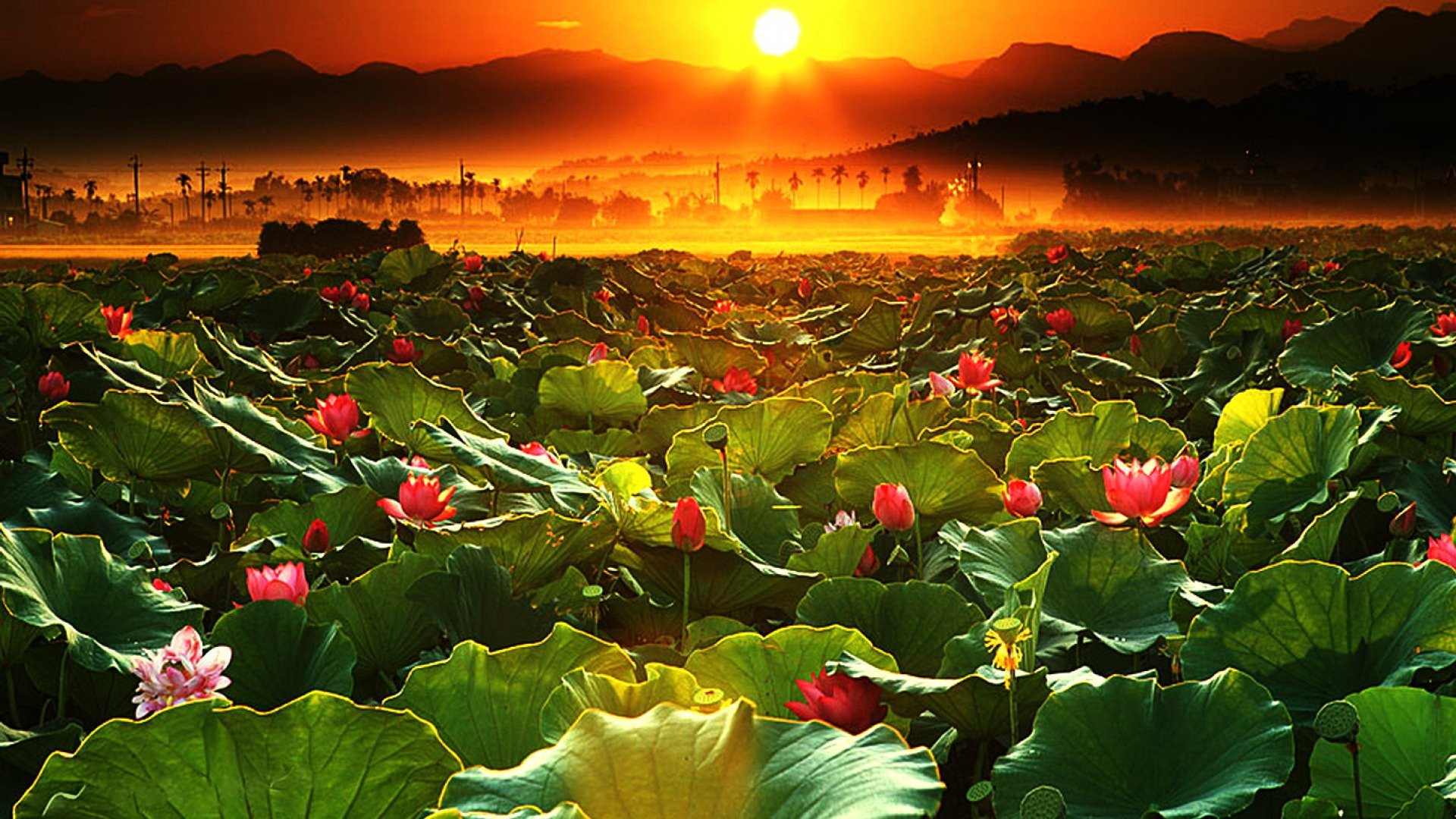 Hoa sen (Lotus): Hoa sen được coi là hoa quốc kỳ của Việt Nam. Đây là loài hoa thanh thoát và đẹp mắt, mang trong mình một giá trị tâm linh sâu sắc. Hãy chiêm ngưỡng hình ảnh của hoa sen để cảm nhận sự thanh tịnh và tinh khiết của nó.
