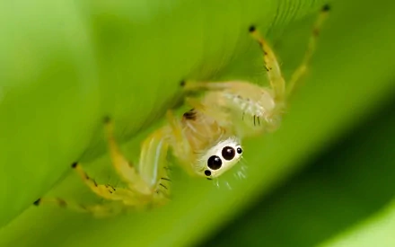 Macro of a pale jumping spider clinging to a vivid green leaf — 2K Quad HD PC desktop wallpaper/background showcasing an animal spider.