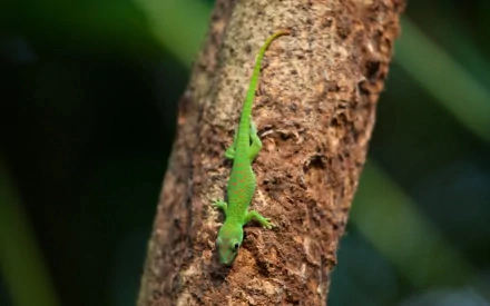 HD desktop wallpaper featuring a vibrant green gecko clinging to textured tree bark with a softly blurred natural background.