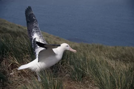 Seagull on a windswept grassy cliff with wings raised against a blue sea — 2K Quad HD PC desktop wallpaper/background (animal, seagull)