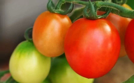 HD PC desktop wallpaper: close-up of ripe red and green cherry tomatoes on the vine, vibrant glossy skin and textured green calyx against a soft blurred background.