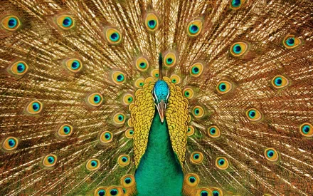 HD desktop wallpaper and background image featuring a vibrant peacock with its feathers fully fanned out, showcasing intricate patterns and brilliant colors. Tags: feather, bird, Animal, peacock.