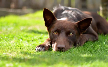 HD desktop wallpaper featuring a brown Kelpie dog lying on green grass, attentively looking toward the camera in natural outdoor light.
