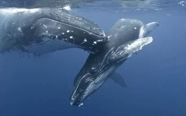 humpback whale Animal whale HD Desktop Wallpaper | Background Image
