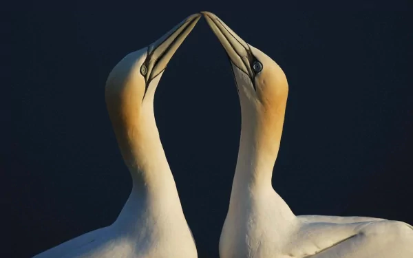 Two northern gannets touching beaks against a deep black backdrop — 2K Quad HD PC desktop wallpaper of seabirds.
