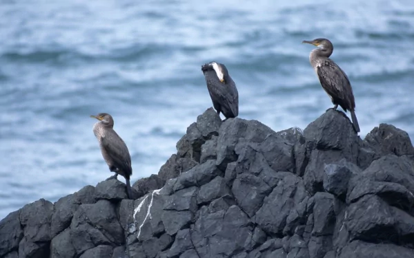 Animal cormorant HD Desktop Wallpaper | Background Image
