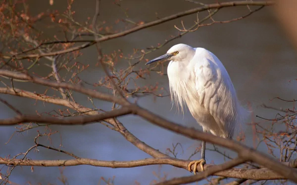 Animal egret HD Desktop Wallpaper | Background Image