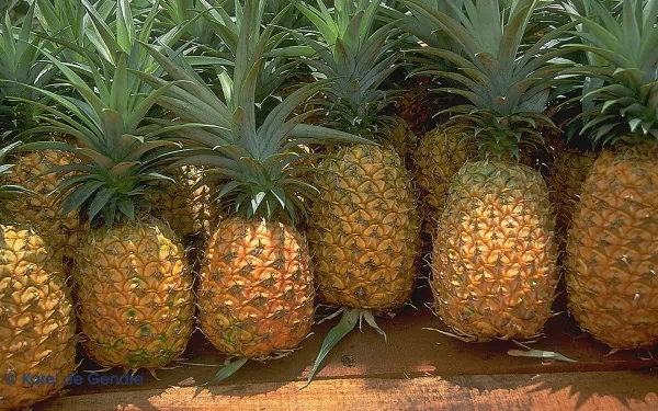 A vibrant display of ripe pineapples, showcasing their textured skin and lush green crowns, fills the frame, making this HD desktop wallpaper a refreshing choice for your background.
