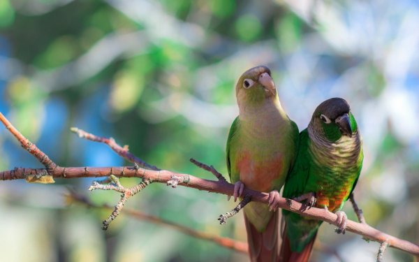 Animal Parakeet Birds Parrots Bird HD Wallpaper | Background Image