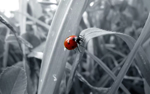 Close-up of a red ladybug (animal) perched on a blade of grass with a desaturated grayscale background — 2K Quad HD PC desktop wallpaper/background.