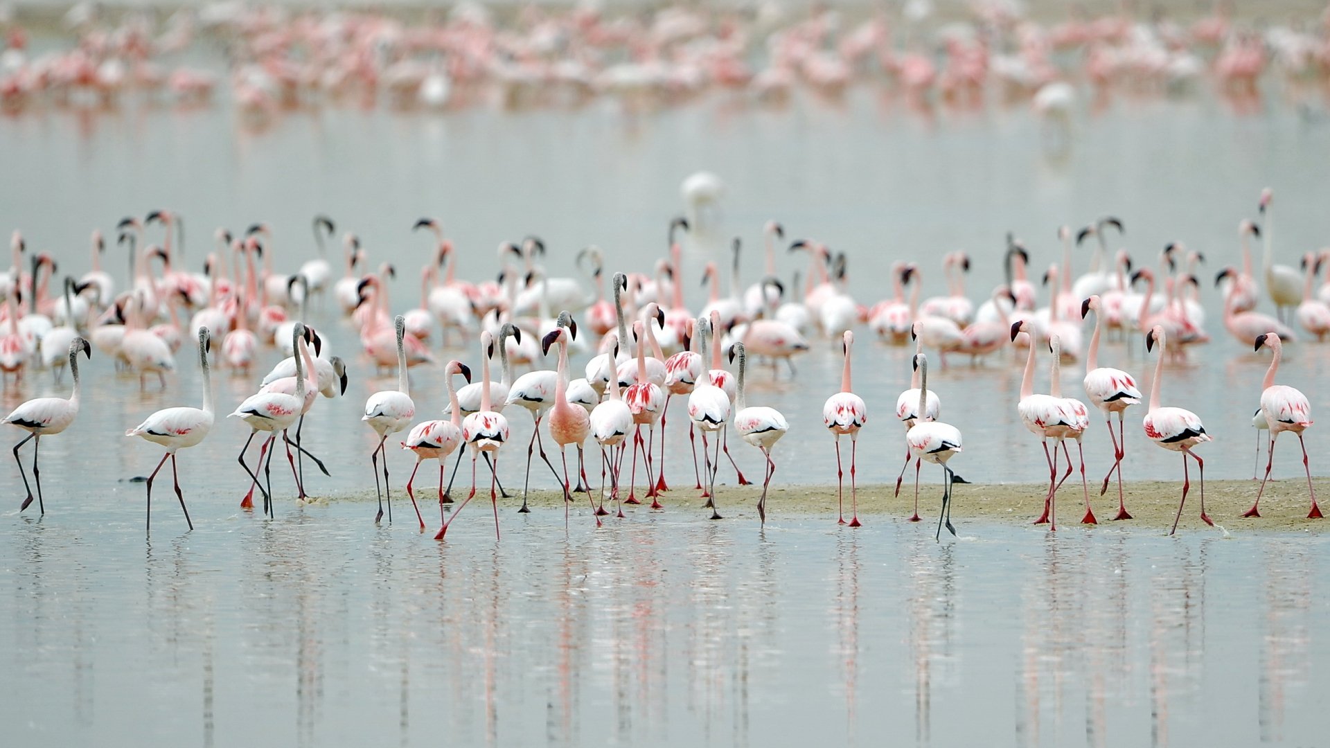 HD PC desktop wallpaper featuring a large flock of flamingos wading in shallow water, showcasing their elegant pink and white feathers.