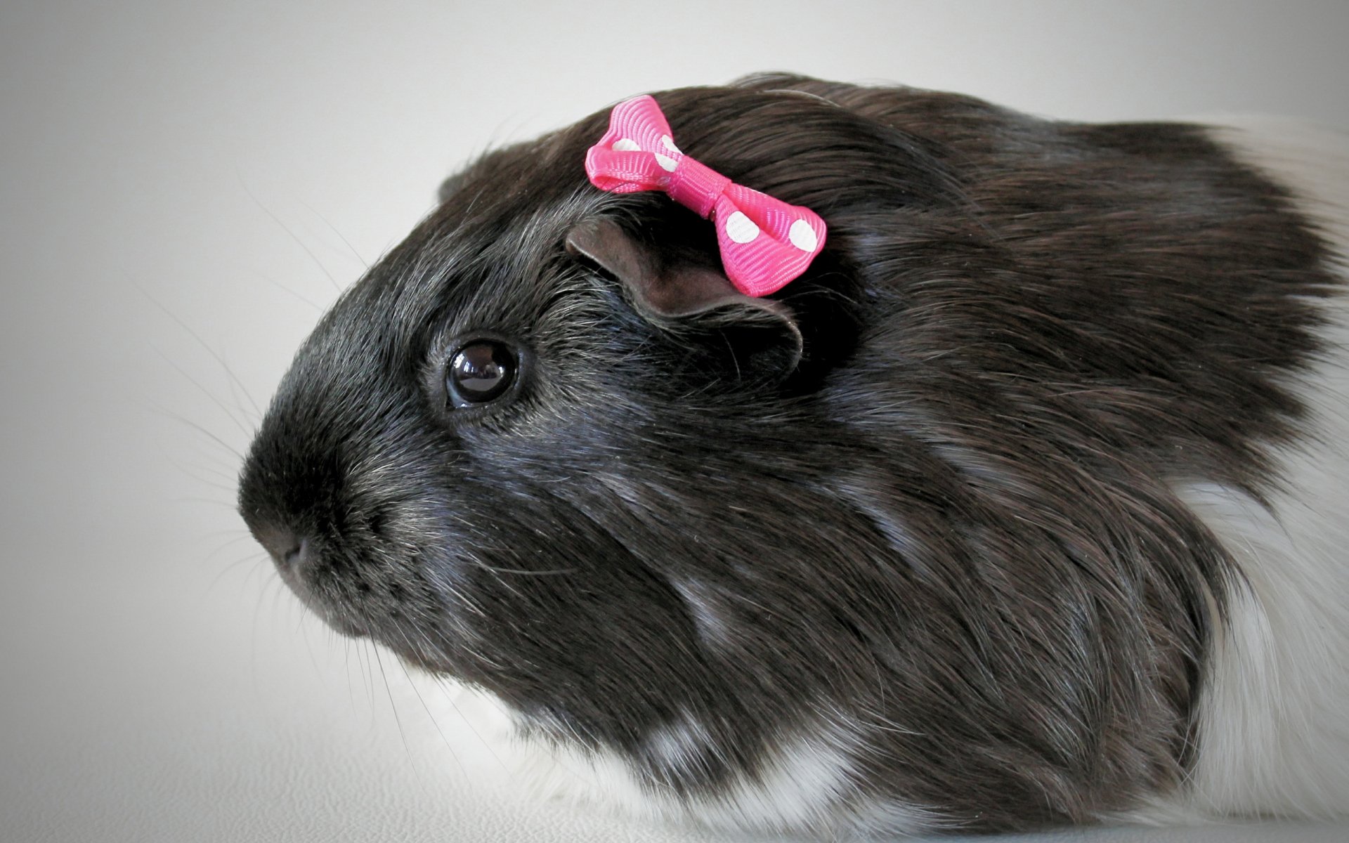 HD PC desktop wallpaper of a black guinea pig with a small pink bow on its head against a soft gray background.