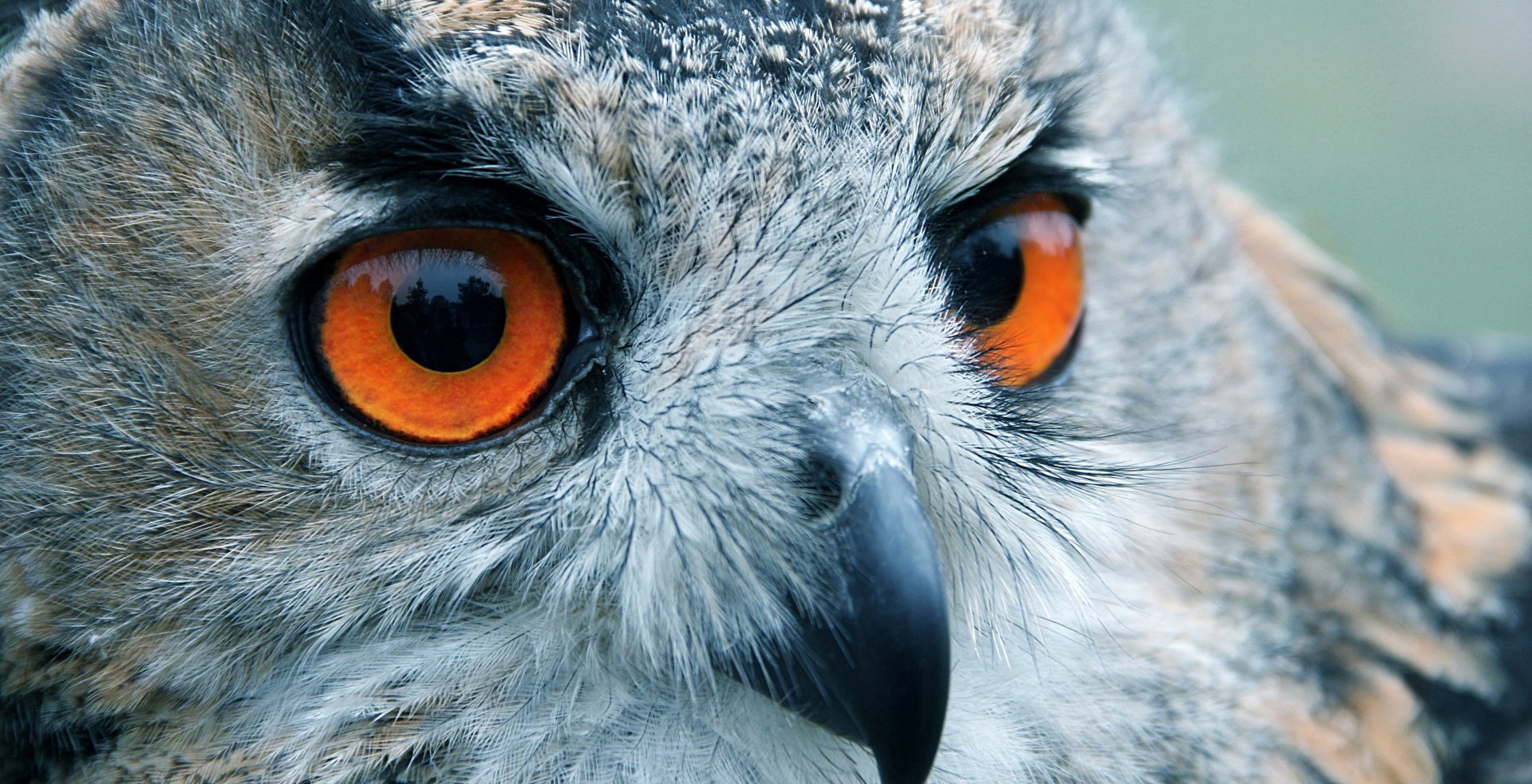 4K Ultra HD Owl Eyes: Nature's Majestic Watcher, image size:1920x983