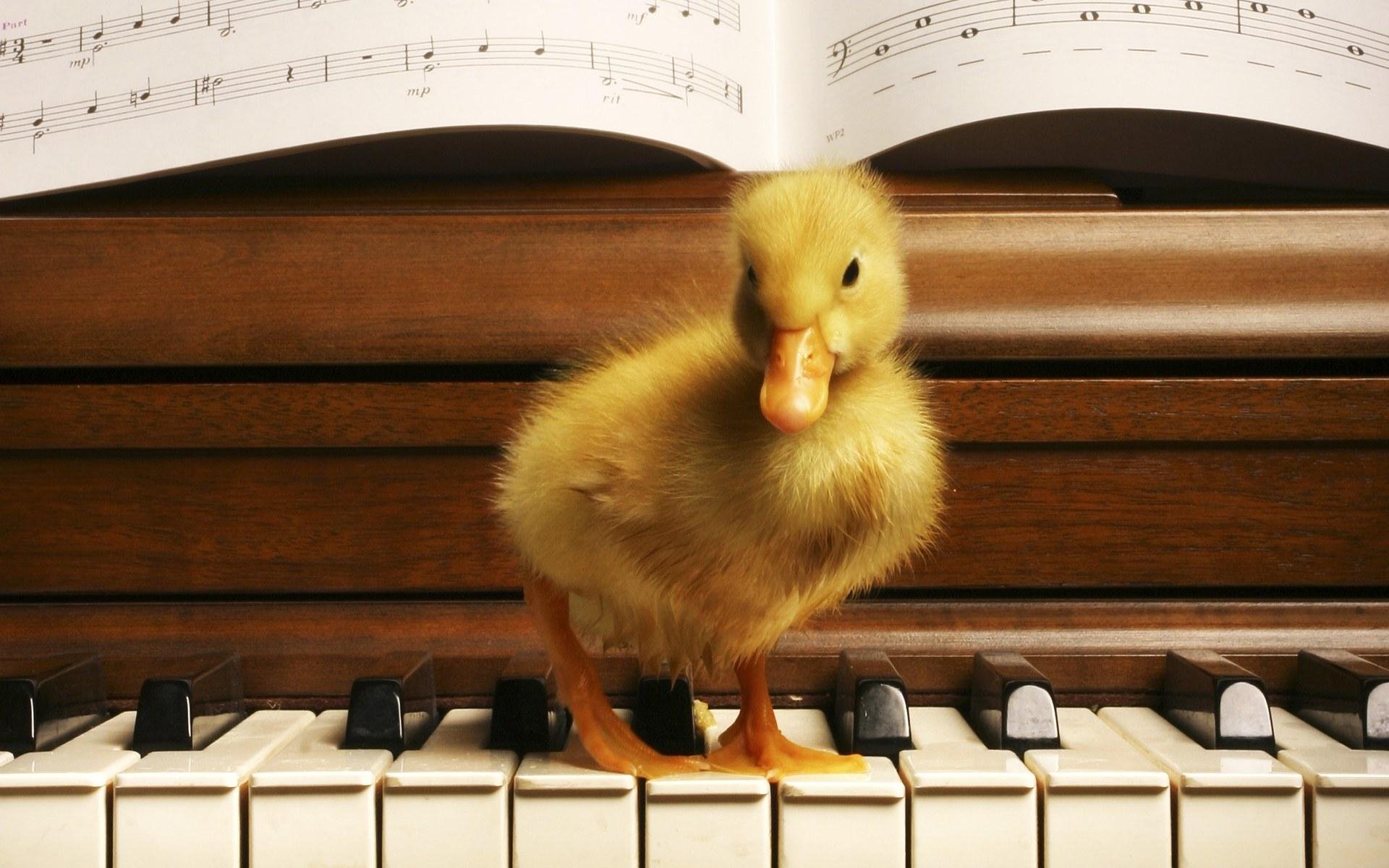 HD PC desktop wallpaper featuring a fluffy duckling standing on piano keys with sheet music in the background.