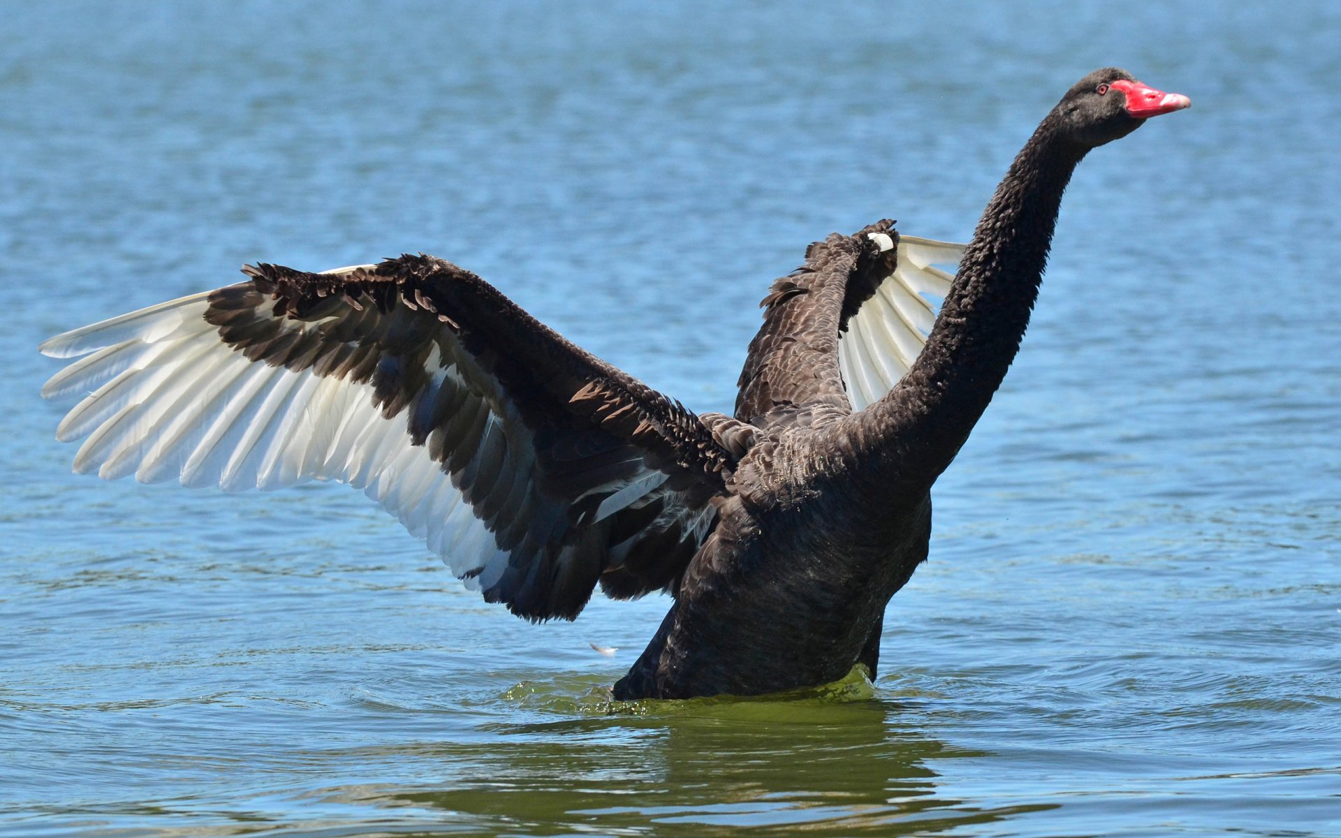 Black swan stretching its wings on calm water, captured in HD for a striking PC desktop wallpaper and background.