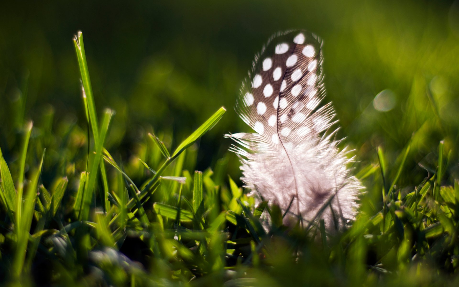 Close-up HD nature wallpaper showcasing a delicate, spotted feather resting on vibrant green grass with soft sunlight highlighting the scene.